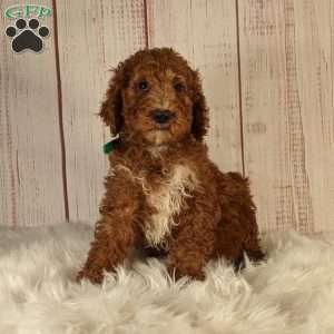 Pearl, Goldendoodle Puppy